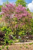 CERCIS SILIQUASTRUM