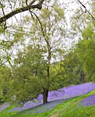 HYACINTHOIDES NON-SCRIPTA ON THE MALVERN HILLS