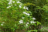 CORNUS EDDIES WHITE WONDER