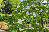 CORNUS EDDIES WHITE WONDER