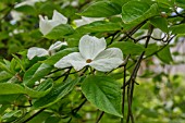 CORNUS EDDIES WHITE WONDER