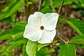 CORNUS EDDIES WHITE WONDER