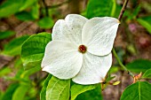 CORNUS EDDIES WHITE WONDER