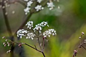 ANTHRISCUS SYLVESTRIS RAVENSWING