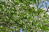 DAVIDIA INVOLUCRATA