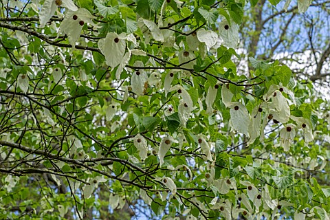 DAVIDIA_INVOLUCRATA