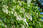 DAVIDIA INVOLUCRATA