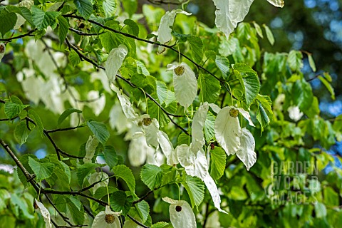 DAVIDIA_INVOLUCRATA