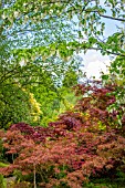 DAVIDIA INVOLUCRATA GROWING ABOVE ACERS