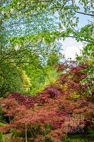 DAVIDIA_INVOLUCRATA_GROWING_ABOVE_ACERS