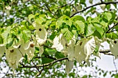 DAVIDIA INVOLUCRATA