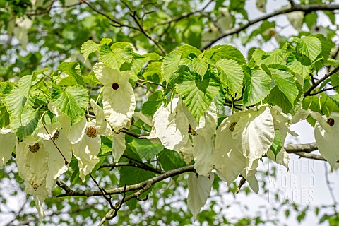 DAVIDIA_INVOLUCRATA