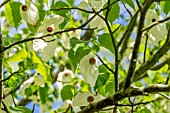 DAVIDIA INVOLUCRATA