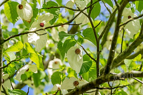 DAVIDIA_INVOLUCRATA