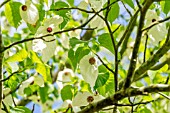 DAVIDIA INVOLUCRATA