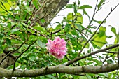 PINK CLIMBING ROSE