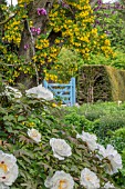 PAEONIA ROCKII GROWING UNDER A CERCIS SILIQUASTRUM WITH CORONILLA EMEROIDES