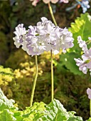 PRIMULA SIEBOLDII SPRING SONG