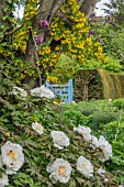 PAEONIA ROCKII GROWING UNDER A CERCIS SILIQUASTRUM WITH CORONILLA EMEROIDES