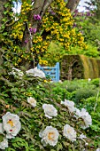 PAEONIA ROCKII GROWING UNDER A CERCIS SILIQUASTRUM WITH CORONILLA EMEROIDES