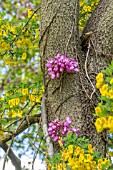 CERCIS SILIQUASTRUM WITH CORONILLA EMEROIDES