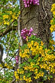 CERCIS SILIQUASTRUM WITH CORONILLA EMEROIDES