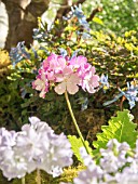 PRIMULA SIEBOLDII JESSICA