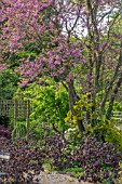 CERCIS SILIQUASTRUM