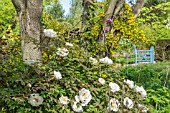 PAEONIA ROCKII GROWING UNDER A CERCIS SILIQUASTRUM WITH CORONILLA EMEROIDES