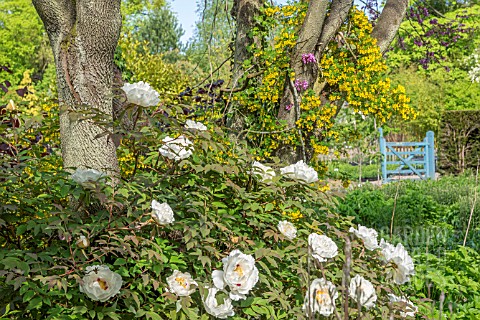 PAEONIA_ROCKII_GROWING_UNDER_A_CERCIS_SILIQUASTRUM_WITH_CORONILLA_EMEROIDES