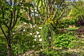 PAEONIA ROCKII GROWING UNDER A CERCIS SILIQUASTRUM WITH CORONILLA EMEROIDES