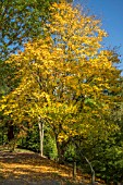 ACER CAPPADOCICUM AT BODENHAM ARBORETUM WORCESTERSHIRE