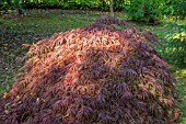 ACER PALMATUM CRIMSON QUEEN AT BODENHAM ARBORETUM WORCESTERSHIRE