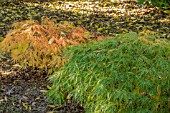 ACER PALMATUM DISSECTUM VIRIDE (GREEN) WITH ACER PALMATUM DISSECTUM SUNSET (GOLD) AT BODENHAM ARBORETUM WORCESTERSHIRE