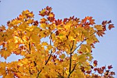 ACER JAPONICUM MEIGETSU AT BODENHAM ARBORETUM WORCESTERSHIRE