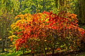 ACER PALMATUM BENI KOMACHI (RED) AND ACER PALMATUM ELEGANS (GREEN) AT BODENHAM ARBORETUM WORCESTERSHIRE