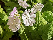 PRIMULA SIEBOLDII SAIUN