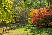 ACER PALMATUM BENI KOMACHI (RED) AND ACER PALMATUM ELEGANS (GREEN) AT BODENHAM ARBORETUM WORCESTERSHIRE