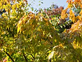 ACER PALMATUM ELEGANS AT BODENHAM ARBORETUM WORCESTERSHIRE