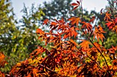 ACER PALMATUM BENI KOMACHI AT BODENHAM ARBORETUM WORCESTERSHIRE