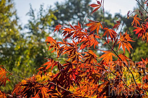 ACER_PALMATUM_BENI_KOMACHI_AT_BODENHAM_ARBORETUM_WORCESTERSHIRE