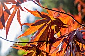 ACER PALMATUM BENI KOMACHI AT BODENHAM ARBORETUM WORCESTERSHIRE