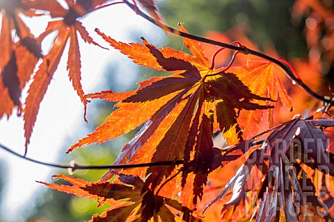 ACER_PALMATUM_BENI_KOMACHI_AT_BODENHAM_ARBORETUM_WORCESTERSHIRE