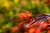 ACER PALMATUM BENI KOMACHI AT BODENHAM ARBORETUM WORCESTERSHIRE