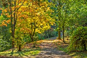 A COLOURFUL PATH THROUGH THE AUTUMN COLOUR  AT BODENHAM ARBORETUM WORCESTERSHIRE