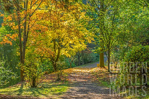 A_COLOURFUL_PATH_THROUGH_THE_AUTUMN_COLOUR__AT_BODENHAM_ARBORETUM_WORCESTERSHIRE