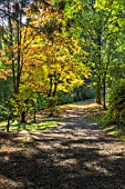 A COLOURFUL PATH THROUGH THE AUTUMN COLOUR  AT BODENHAM ARBORETUM WORCESTERSHIRE