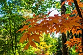 ACER GRISEUM AT BODENHAM ARBORETUM WORCESTERSHIRE