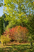 ACER SELECTION AT BODENHAM ARBORETUM WORCESTERSHIRE