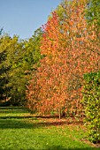 EUONYMUS HAMILTONIANUS SSP. SIEBOLDIANUS AT BODENHAM ARBORETUM WORCESTERSHIRE